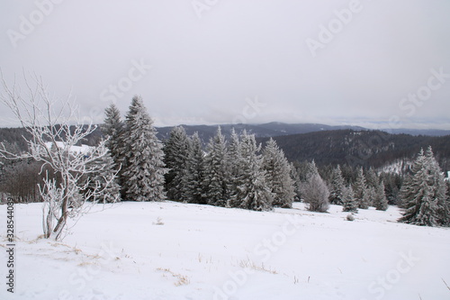 Wallpaper Mural bäume auf dem feldberg die von schnee bedeckt sind Torontodigital.ca