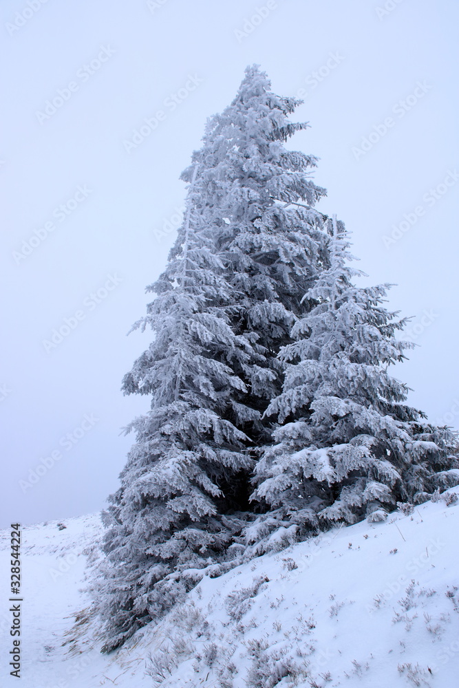 bäume auf dem feldberg die von schnee bedeckt sind