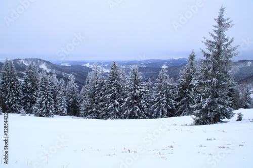 bäume auf dem feldberg die von schnee bedeckt sind