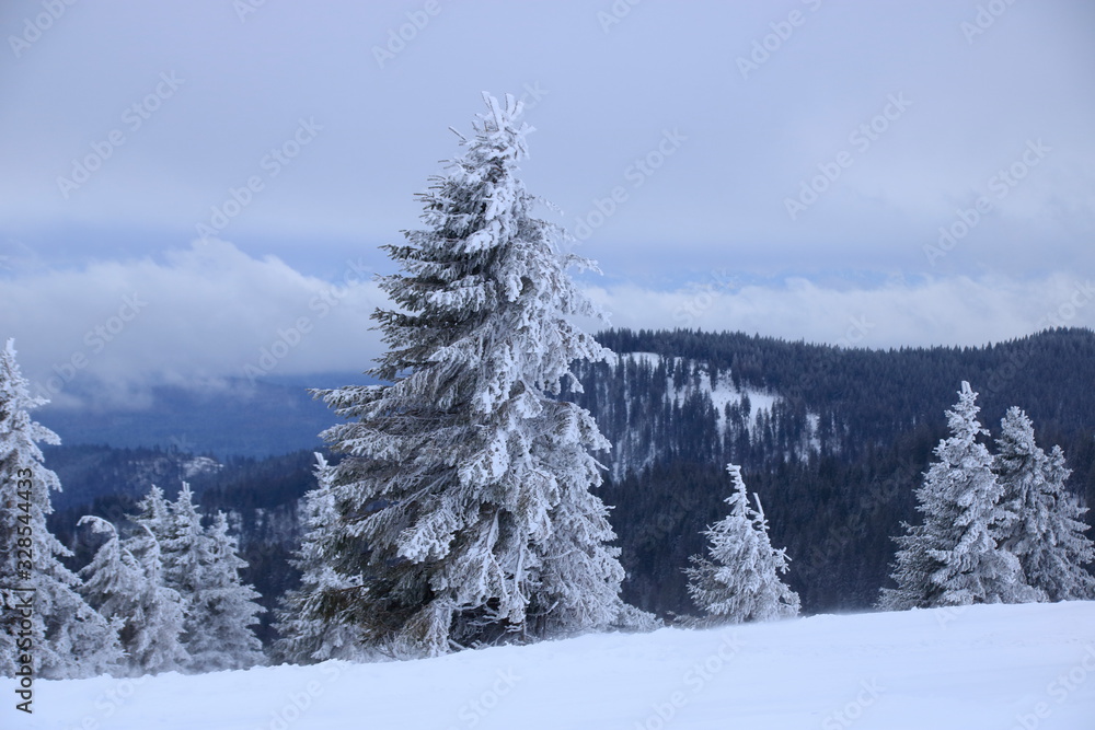 bäume auf dem feldberg die von schnee bedeckt sind bäume auf dem feldberg die von schnee bedeckt sind