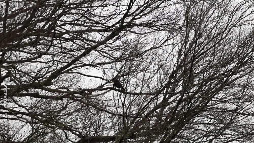 Krähen im Sturm fliegen von einer Buche auf Krähen im Sturm fliegen von einer Buche auf