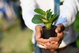 A man's hand holds a tree seedling to plant in the soil, helping to add green space to the world. Global warming concept