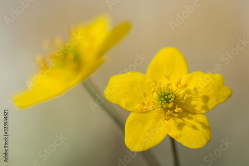 Yellow anemone (Anemone ranunculoides) or yellow wood anemone or buttercup anemone, woodland and forest plant with root-like rhizomesand petal-like tepals of rich yellow colouring. Family Ranunculacea