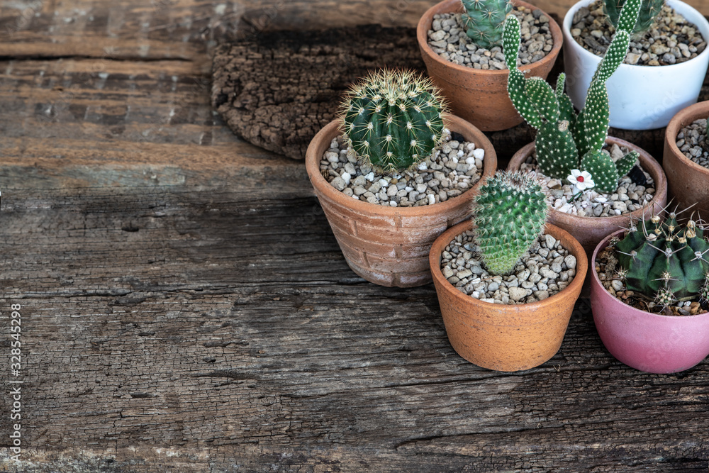 Group of cactus pots on rusty wooden table background Group of cactus pots on rusty wooden table background
