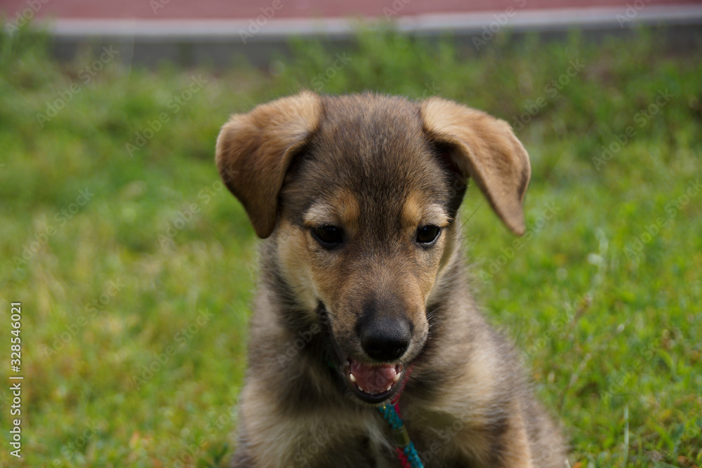 dog in grass dog in grass