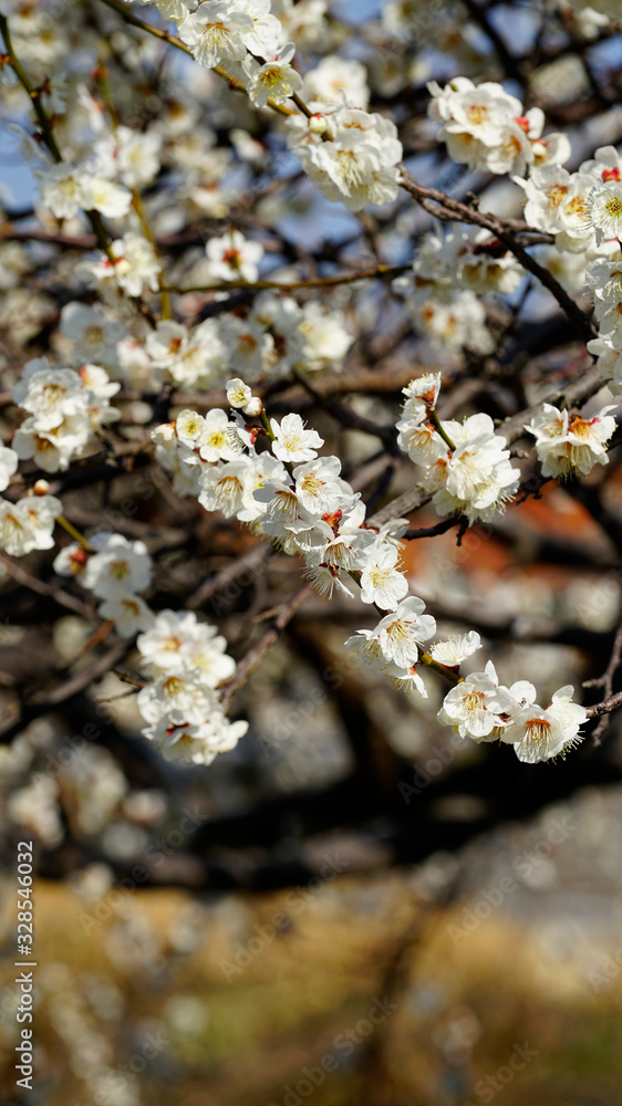 Korean apricot flowers at apricot farm in March Korean apricot flowers at apricot farm in March