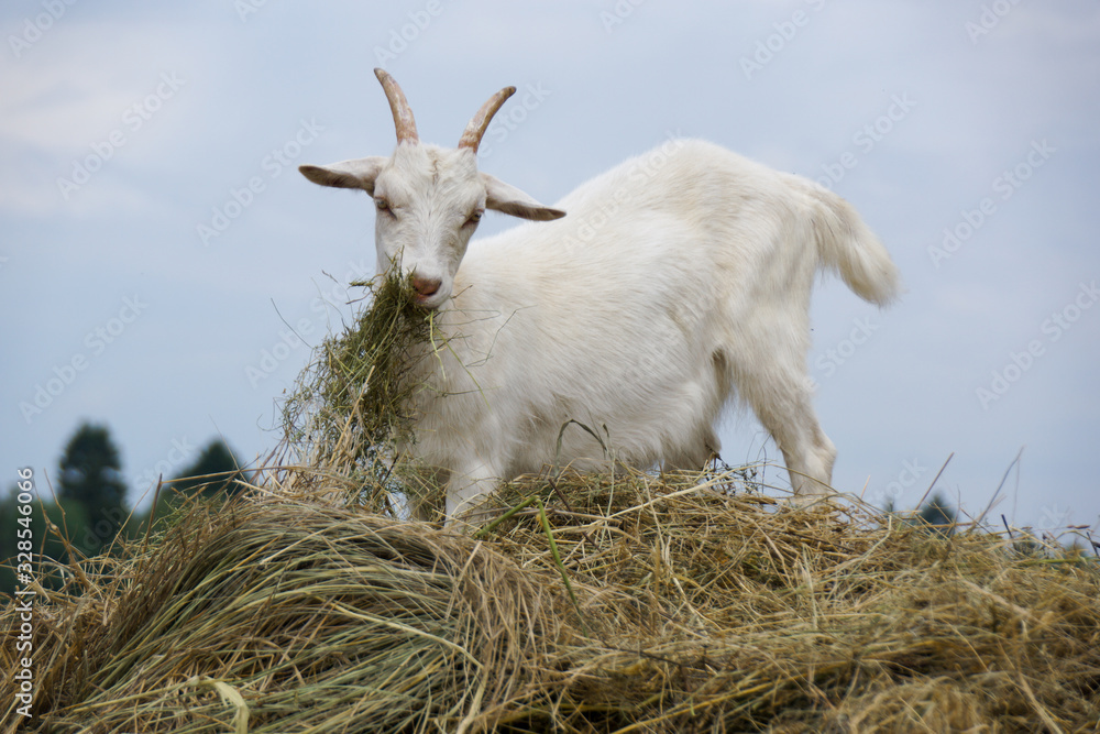 Fototapeta premium white goat