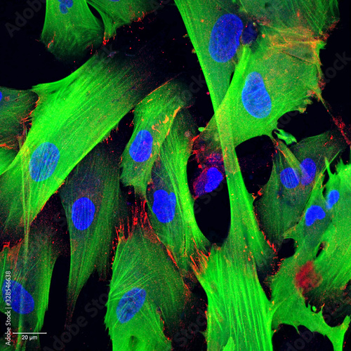 Stained microscopy image of human fibroblast cells showing the cytoskeleton in green, cell-cell contact proteins in red and the nucleus in blue photo