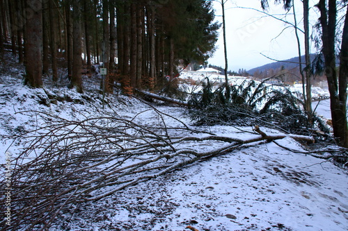 waldweg im schwarzwald, der nach einem sturmschaden gesperrt wurde photo