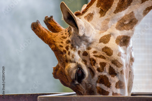 Photography Giraffe (Giraffa camelopardalis)