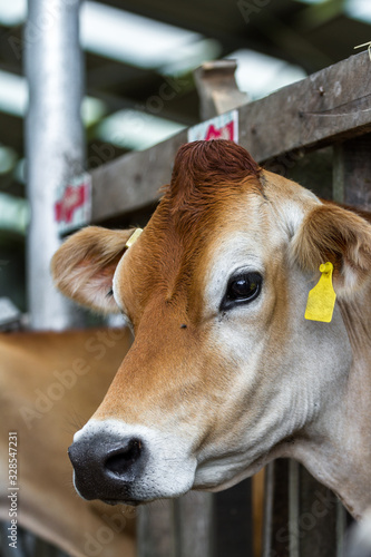 Jersey cow in Costa Rica © wollertz