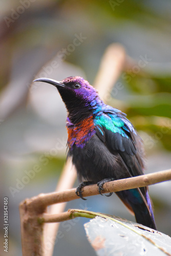 Splendid Sunbird (Cinnyris coccinigastrus) resting on a branch photo