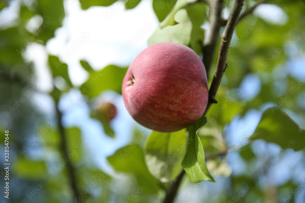 ripe apple on a tree branch ripe apple on a tree branch