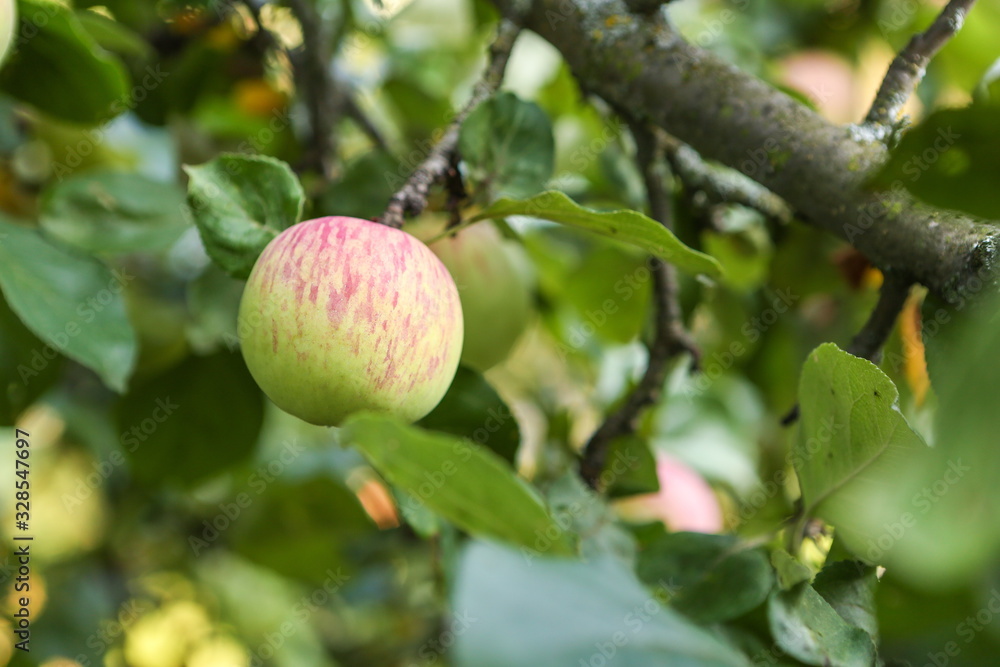 Obraz premium ripe apple on a tree branch