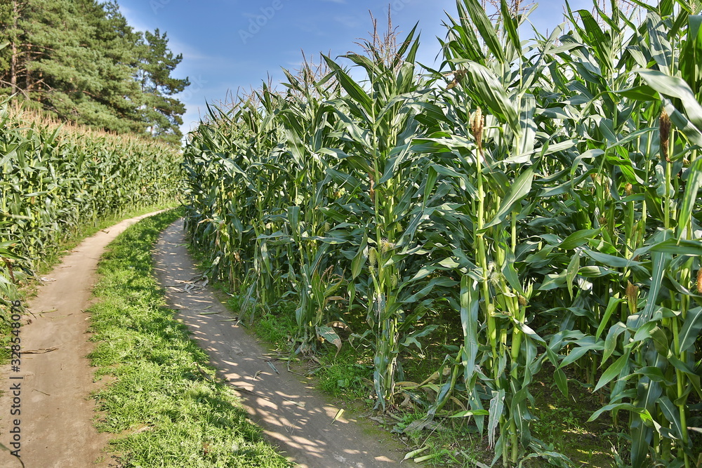 Fototapeta premium corn field on a summer sunny day