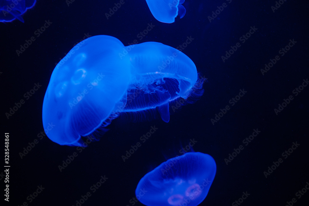 Jellyfish swimming in the dark water (Фон медуз на черном фоне) Jellyfish swimming in the dark water (Фон медуз на черном фоне)