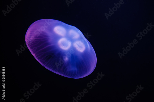 Jellyfish swimming in the dark water (Фон медуз на черном фоне)