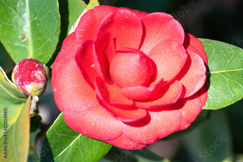 Flowers of Camellia japonica Black Lace photo