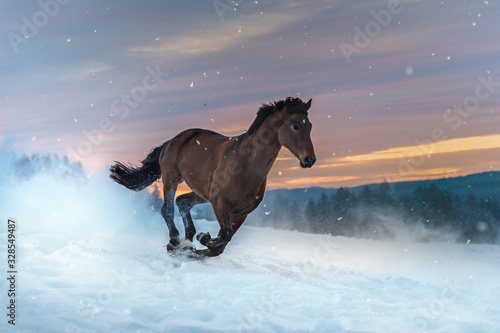 Quadro su tela Horse of the breed Westphalian gallops through deep snow
