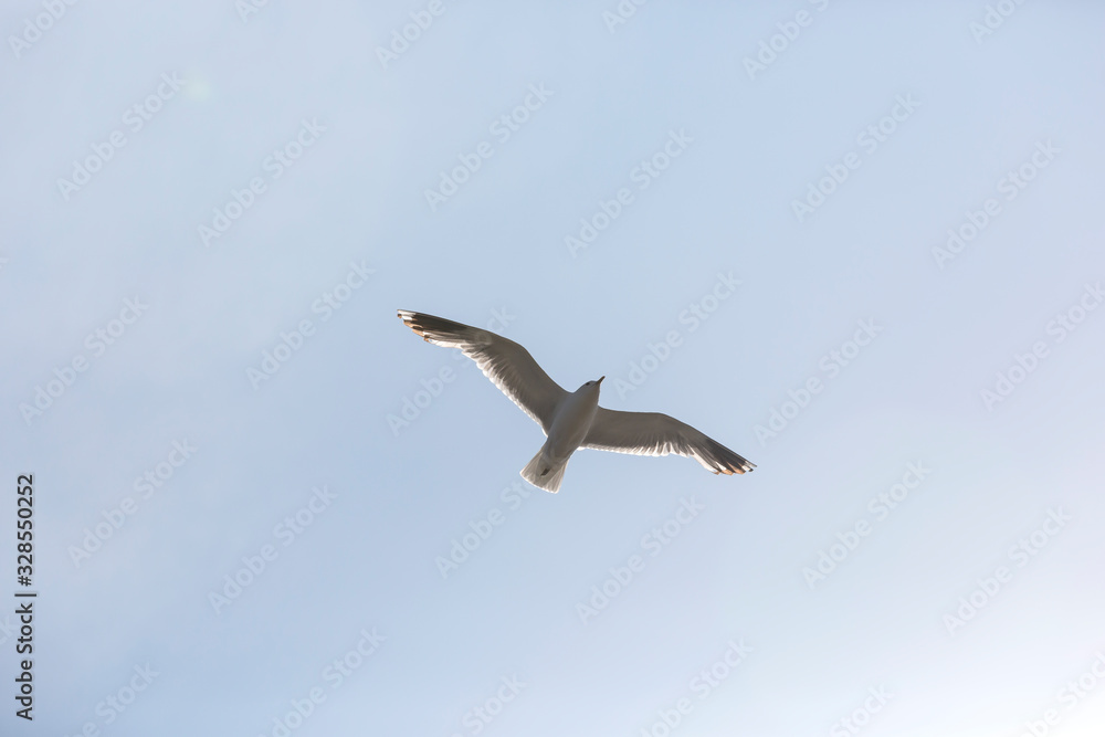 Fototapeta premium Möwe im Flug 1
