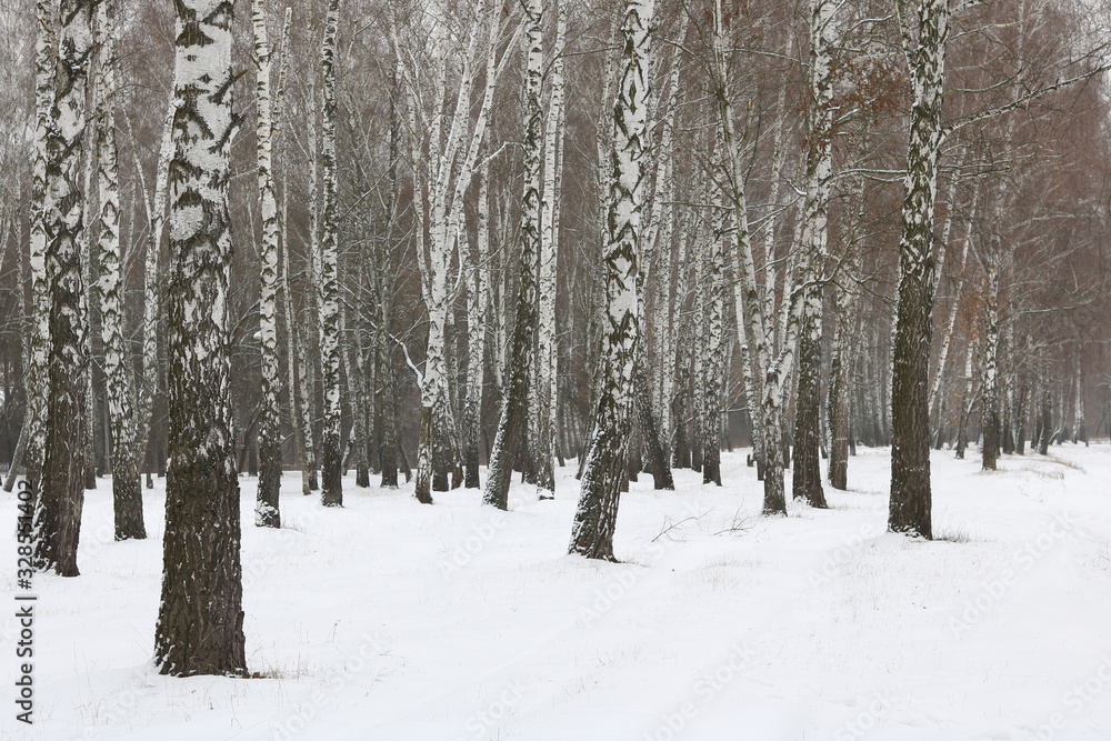 Black and white birch trees with birch bark in birch forest among other birches in winter in snow Black and white birch trees with birch bark in birch forest among other birches in winter in snow