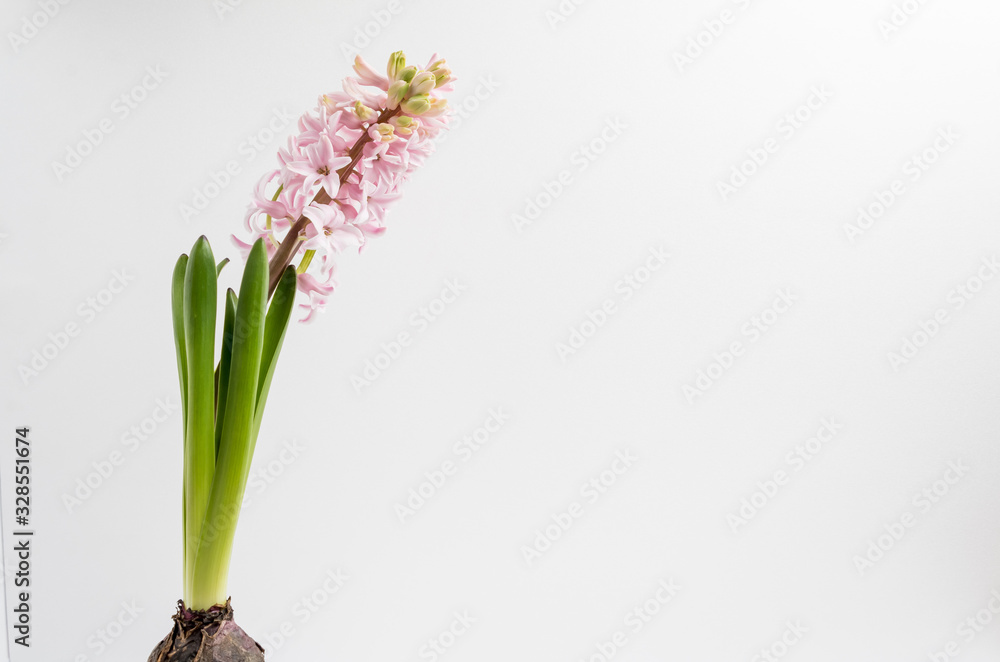 Obraz premium Close up of one delicate light pink Hyacinth or Hyacinthus flowers in full bloom in a garden pot isolated on white background in a studio photograph