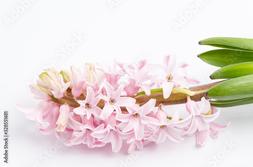 Fototapeta Naklejka Na Ścianę i Meble -  Close up of one delicate light pink Hyacinth or Hyacinthus flowers in full bloom in a garden pot isolated on white background in a studio photograph