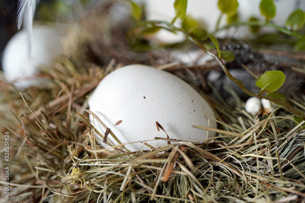 Obraz premium in a bird nest lying eggs