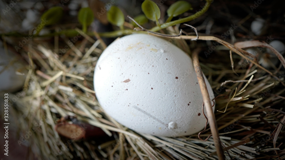 Obraz premium in a bird nest lying eggs