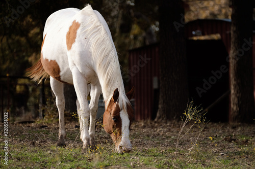 Bred paint horse grazing on farm. photo