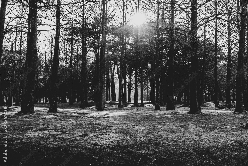 Obraz premium trees in the forest in early spring 