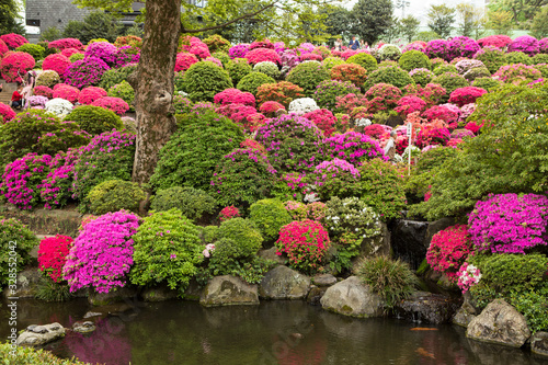 beautiful colorful azalea japanese garden with pond in Nezu shrine japan 
