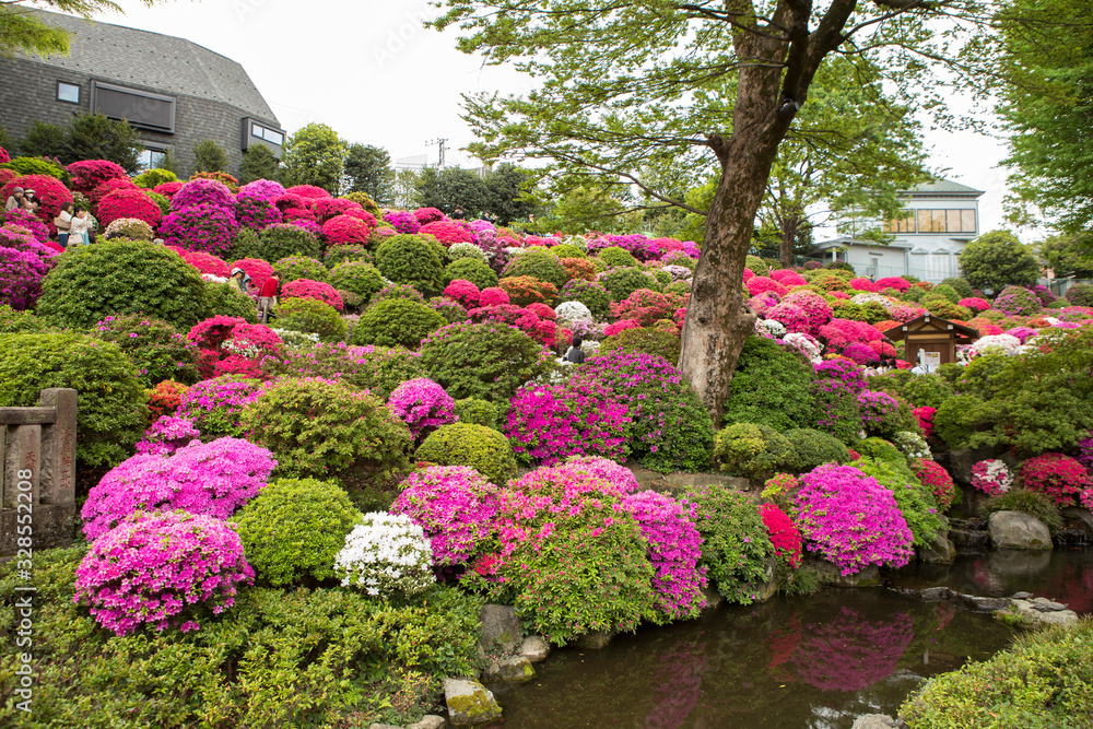 beauty colorful azalea japanese garden with pond in Nezu shrine tokyo japan 