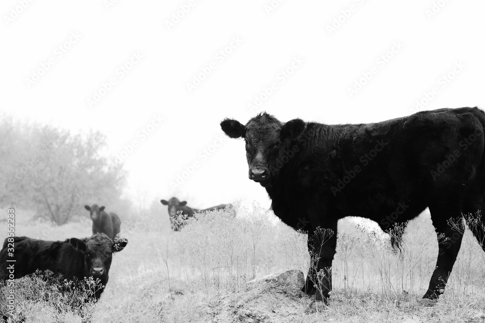 Fotka „Angus cows and calves in black and white, agriculture beef