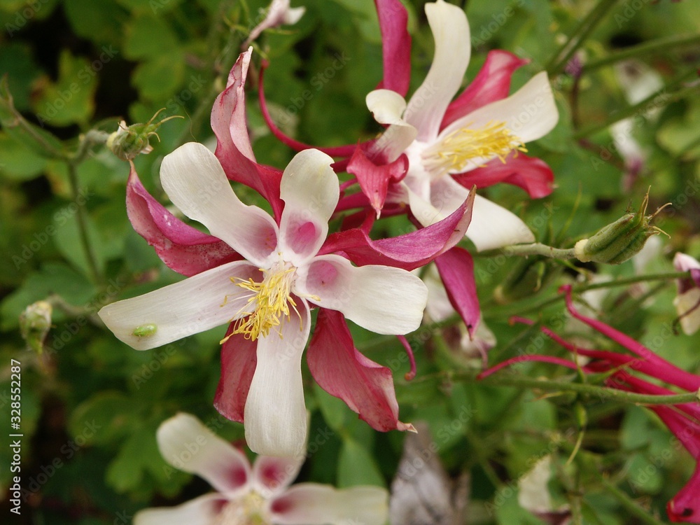 Purple & White Columbine Purple & White Columbine