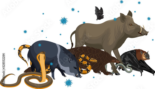vector wild animal with coronavirus infection: pangolin, bat, pig, snake