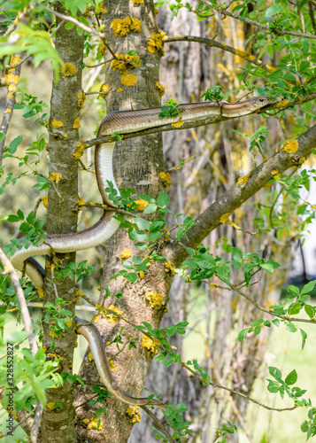 Ladder snake (Zamenis scalaris) in tree