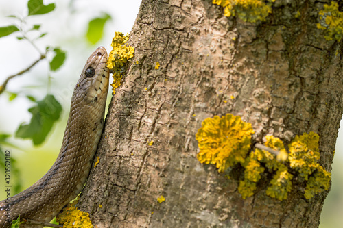 Ladder snake (Zamenis scalaris) in tree photo