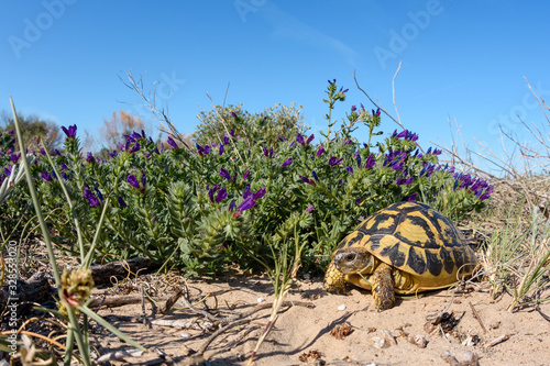 Hermann's tortoise (Testudo hermanni) wideangle