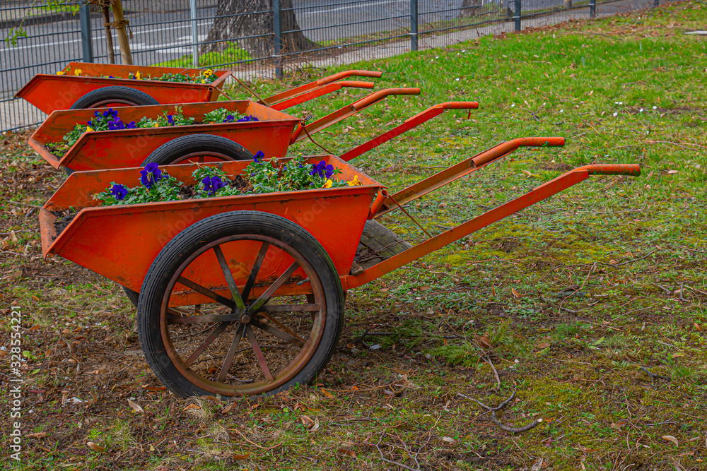 Fototapeta premium three old wheelbarrows with violas in blue and yellow as decoration in a public garden