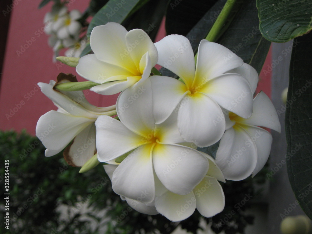 Snow-white beautiful plumeria flower in greenery Snow-white beautiful plumeria flower in greenery