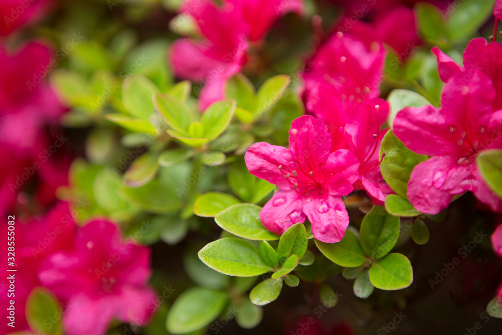 Obraz premium closeup pink azalea flowers in the garden