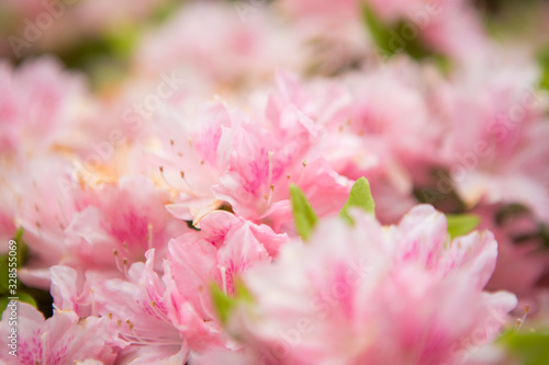 closeup blooming pink azalea flowers with water drop