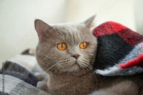 The cat lies on the bed. Relaxation. Morning. Cozy interior photo