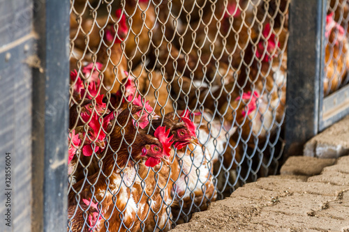 Canvas Print Hens behind  a fence