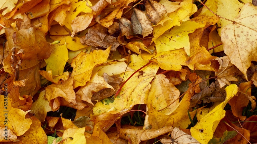 autumn autumn