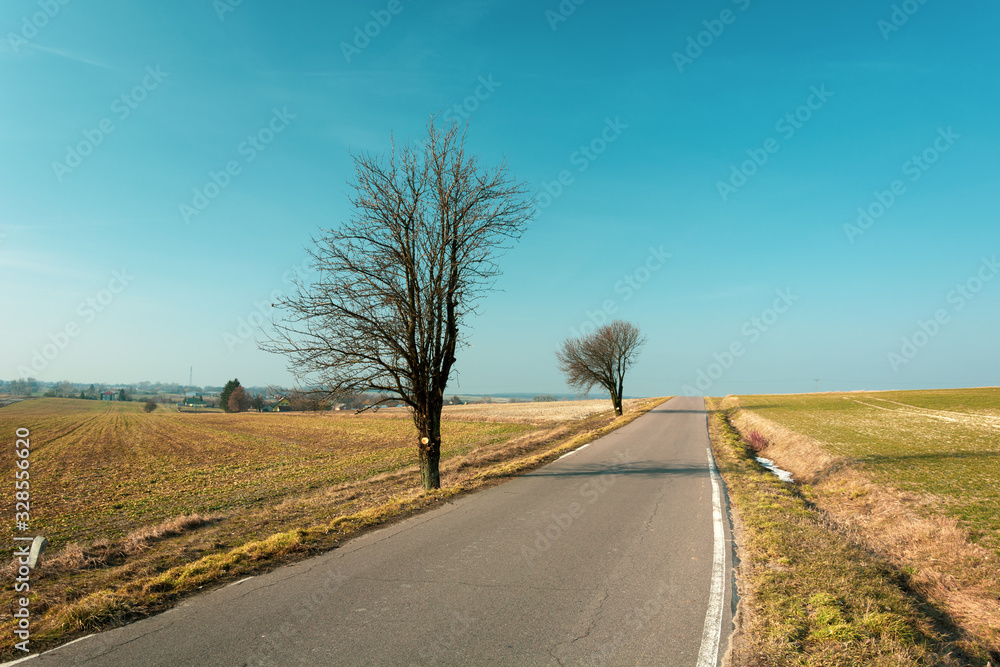 Trees and fields by the asphalt road, nice blue sky