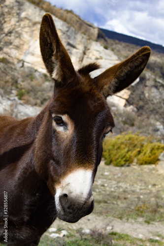 Catalan donkey © Nuki