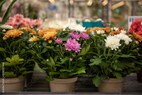 Fototapeta Naklejka Na Ścianę i Meble -  Beautiful chrysanthemum flowers in flowerpots