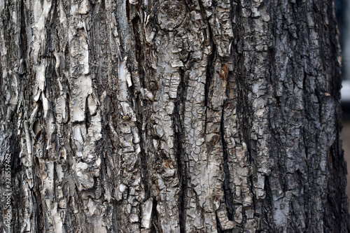 Grey wood background of tree bark